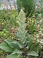 Molene Bouillon-Blanc (Verbascum thapsus) (Lyon Vaise, 2020-06) (2)